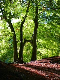 Buche baum