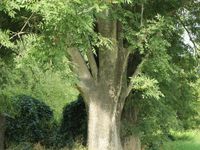 esche baum